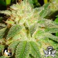 Lady Sativa Genetics Seeds Kensington Kush